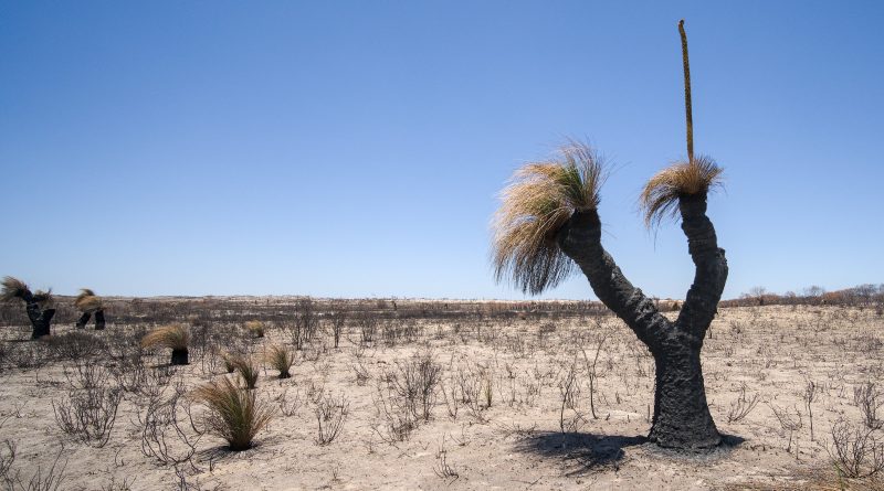 It's a.... grass tree