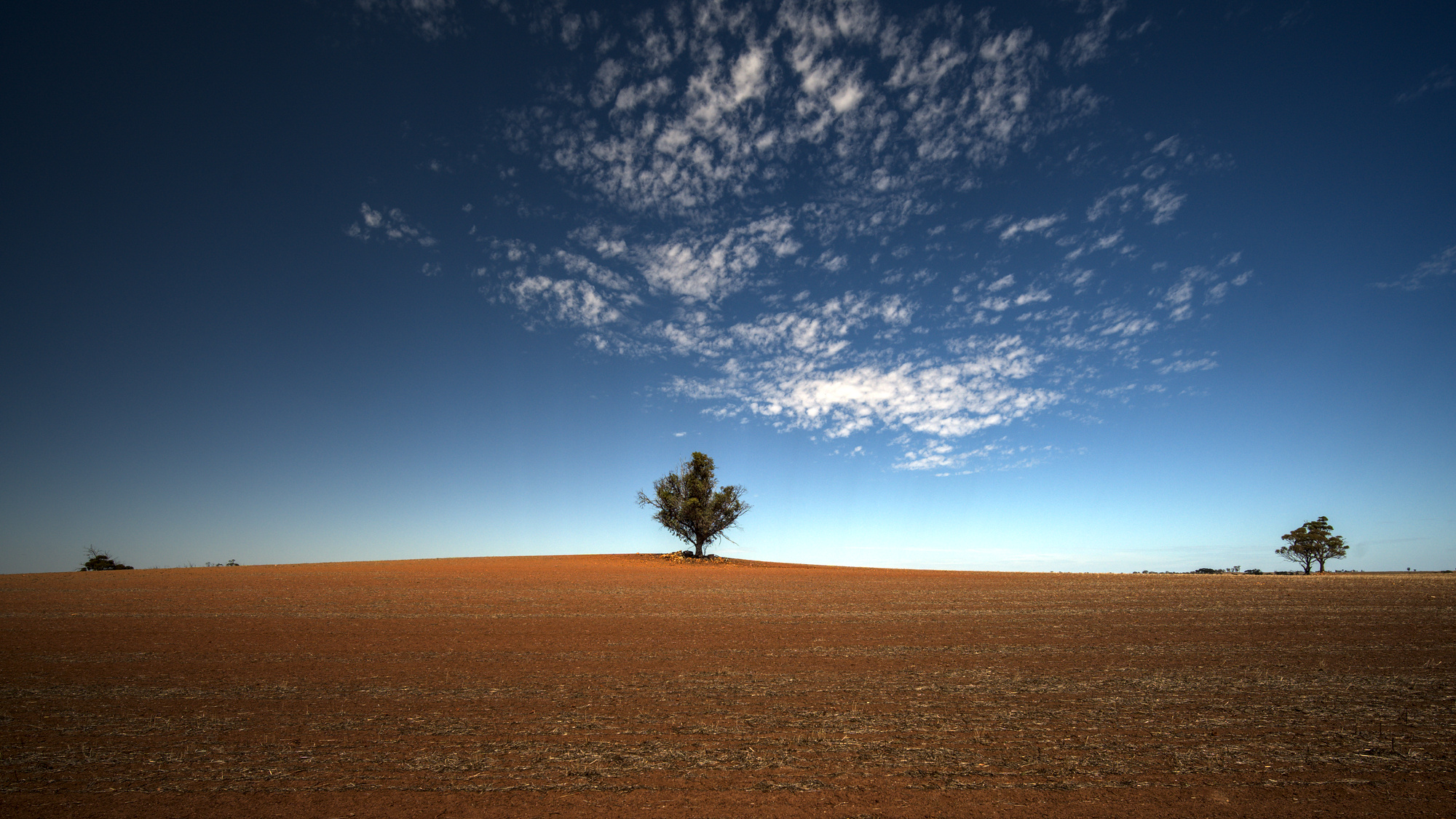 A tree on a hill